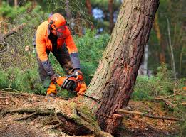 Tree and Shrub Care in Doylestown, OH