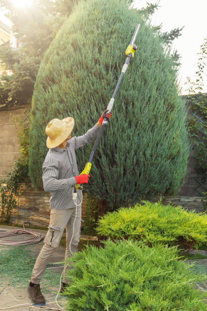 Best Tree Preservation Services  in Doylestown, OH